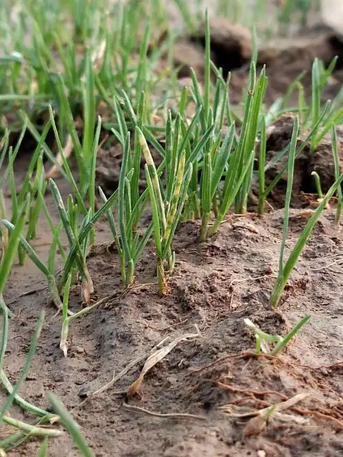 刚出芽的小草呦