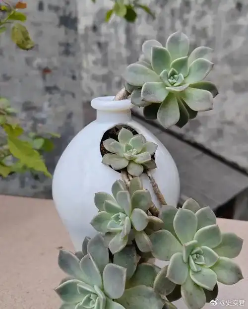 一位退休老人用空酒瓶养花这,看他用废旧的酒瓶打造出的盆景艺术品!