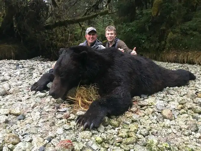 美国猎熊岛人均8500美元就能参与狩猎黑熊数量急剧减少