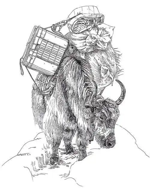 雪山草原牦牛简笔画