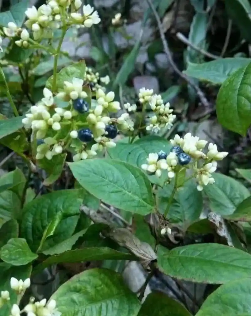每天学一位中草药之【火炭母】 火炭母的功效与作用 【中药名】火炭母