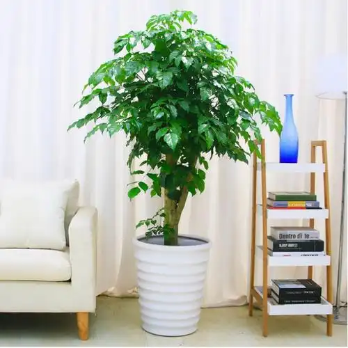 家庭穷可以种富贵树吗(富不富家里树)(13)