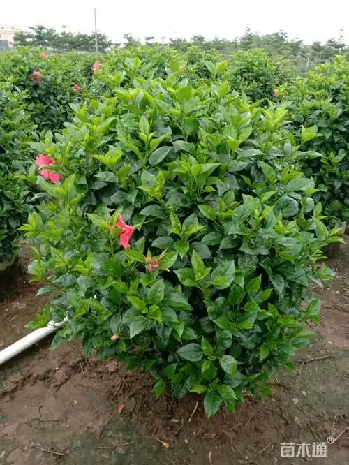 高度100厘米大红花