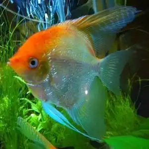 观赏鱼金顶神仙鱼苗燕鱼金鼎金头钻石墨燕苗神仙鱼渔场繁殖