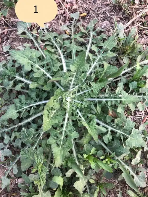 怎么也逃不出花花的世界到底哪个是荠菜啊