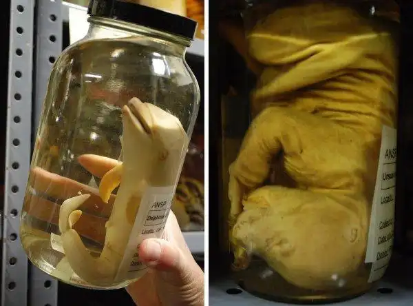 德雷塞尔大学的自然科学博物馆的馆长说他最钟爱两个标本,左侧的海豚