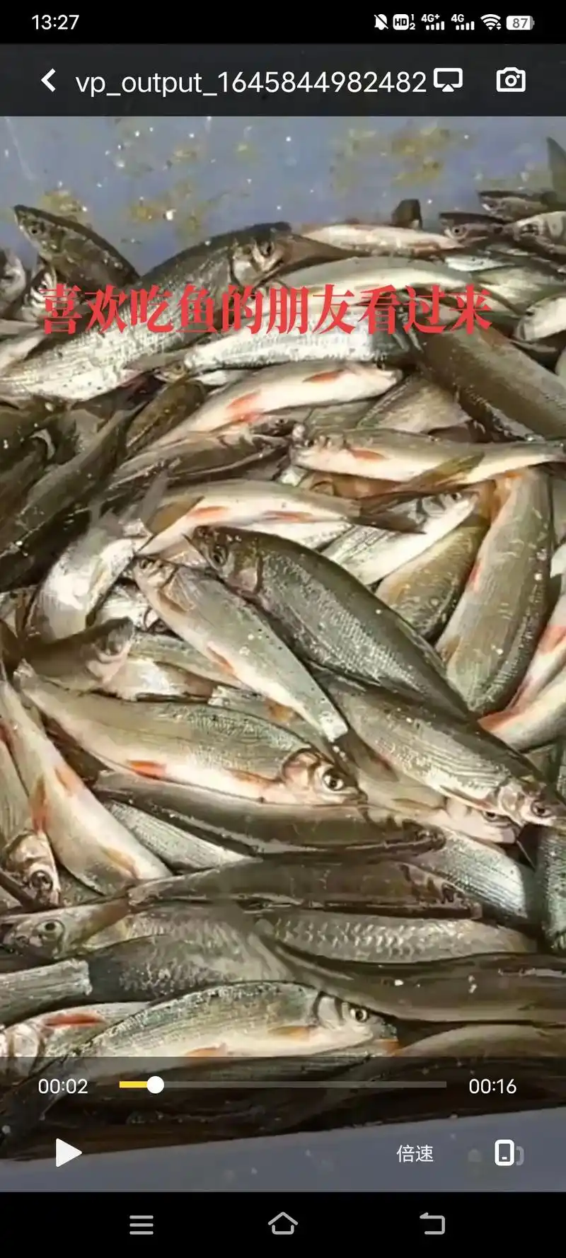 批发/零售水库新鲜野生蓝刀鱼仔,6元/斤,帮整7元/斤,有需 - 抖音