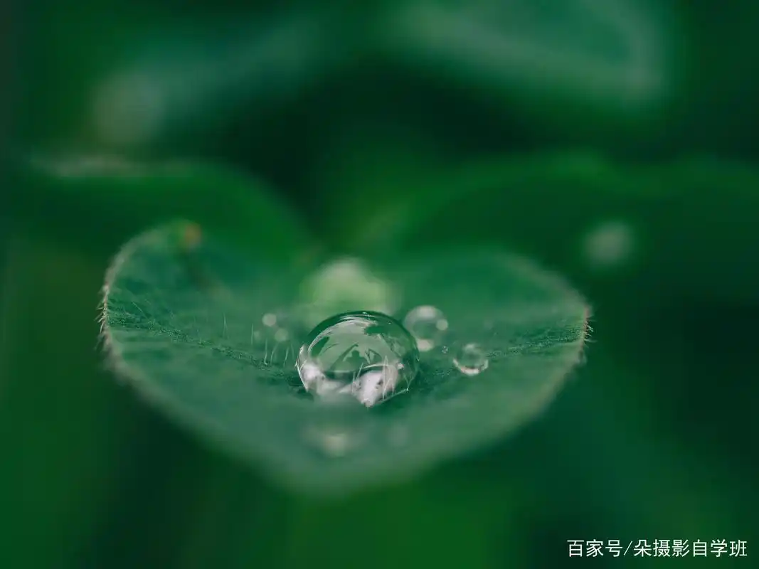 路边小叶子,咋拍成漂亮文艺照片?这4个摄影技巧,简单实用