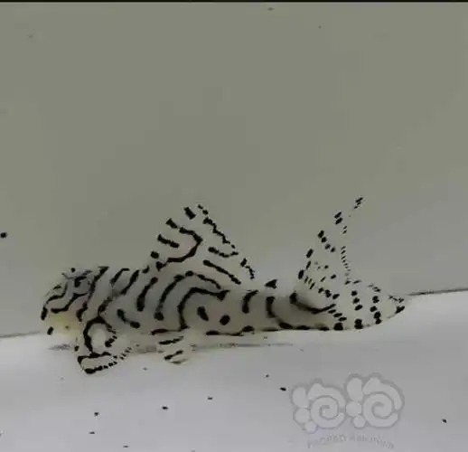 异形鱼l333帝王迷宫