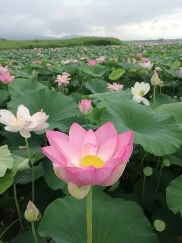 泛水荷塘,荷花盛开珲春2018.8.4手机拍摄