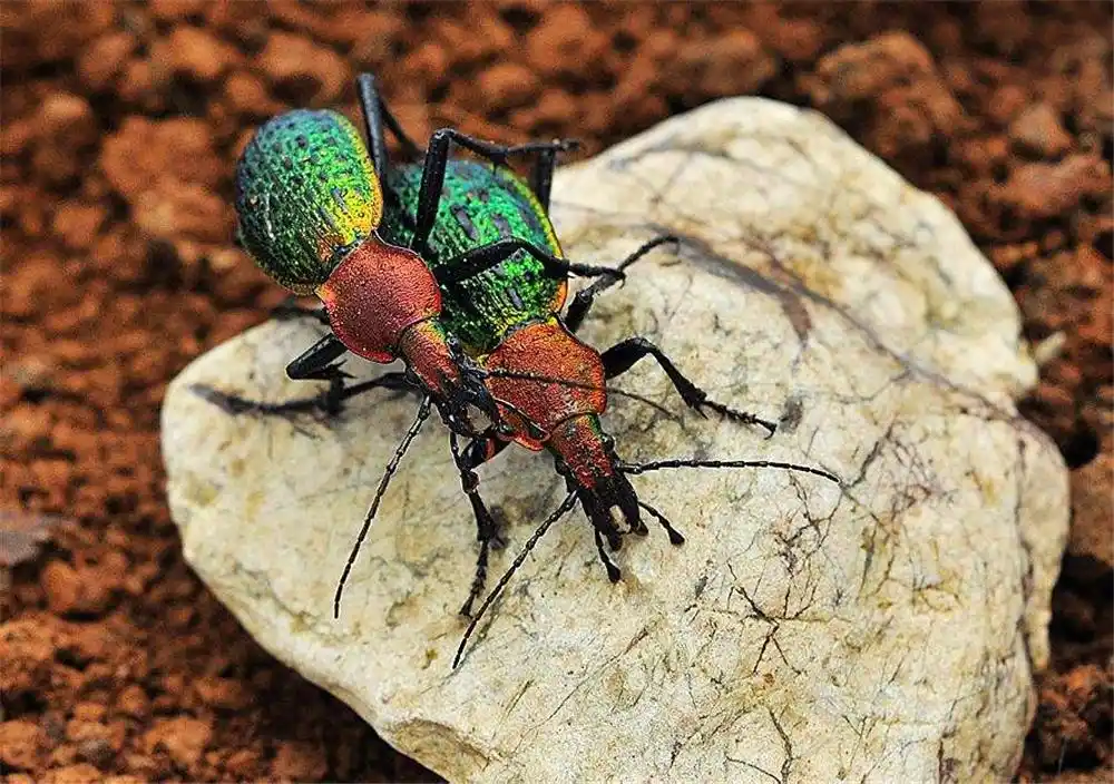 浙江雁荡山出现一种昆虫,甲壳坚硬像绿宝石,蝎子毒刺对它都没用_光泽