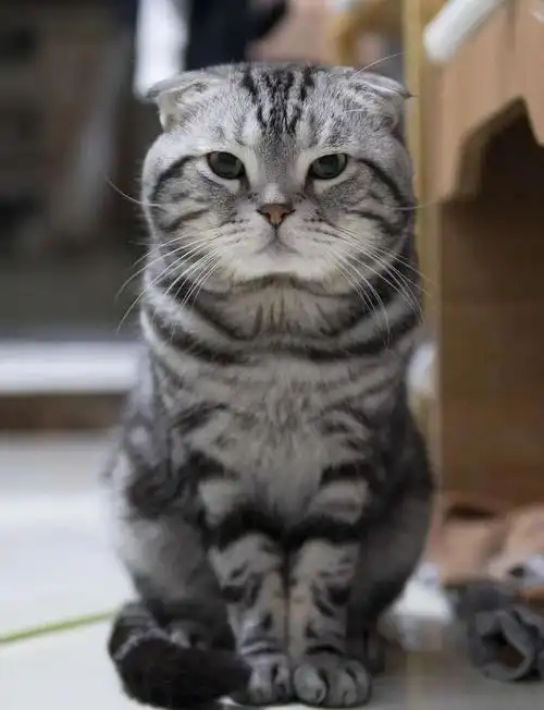 15000元美短猫的精致养猫指南