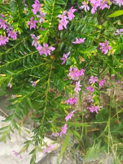 新7细叶萼距花(千屈菜科)