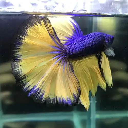 特价野生热带鱼活体_泰国斗鱼活体包邮耐活半月马尾斗鱼野生观赏鱼