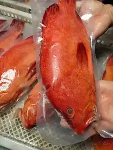 海钓红瓜子斑 海捕瓜子斑深海石斑鱼红九棘鲈刺身 肉嫩生猛海鲜