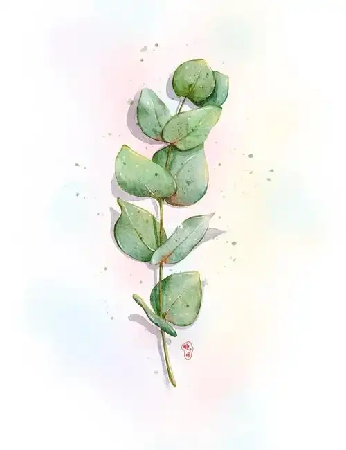 ipad水彩284尤加利叶