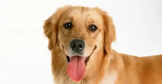 这些生肖属狗的男明星,果然都是高颜值,你都认识他们吗?