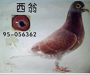 【王氏西翁】★鸽舍 中华信鸽网