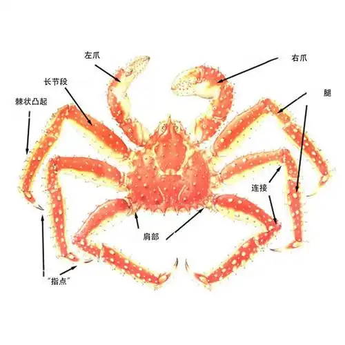 螃蟹最明显的特征是八条腿和一对钳子,而帝王蟹只有六条腿和一对钳子.