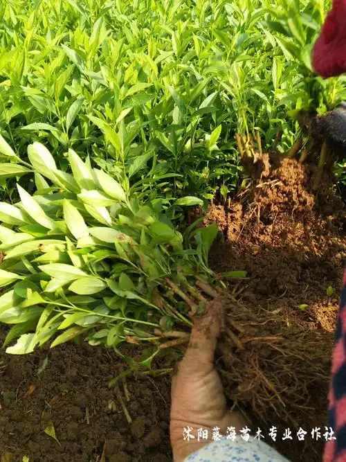 江苏宿迁供应连翘床苗,规格齐全,找连翘床苗就找藤海苗木专业合作社