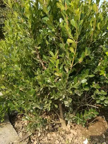 黄杨品种排名(黄杨品种排名珍珠黄杨)