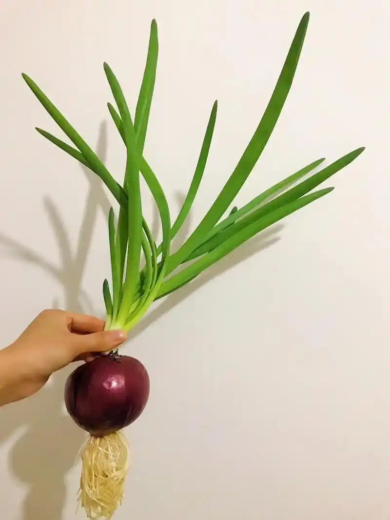 发现不一样的美水培洋葱可观赏可食用