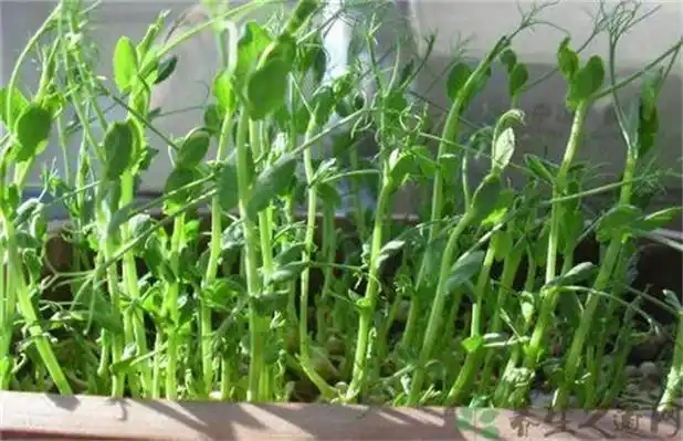 龙须菜的种植方法