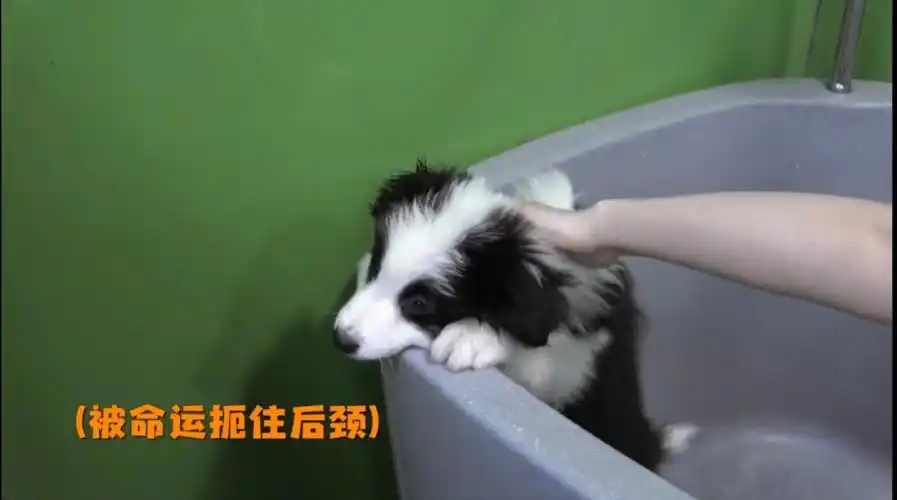 鼠标小公主第一次洗澡日记08