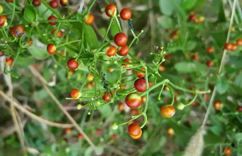 茜草别称血茜草,血见愁,蒨草,地苏木,活血丹,土丹参,红内消,为茜草科