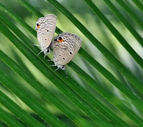 激情恩爱花蝴蝶