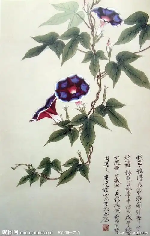 青安8809的相册 - 美丽的牵牛花