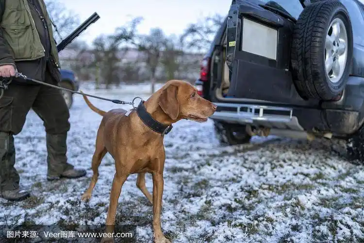 猎犬等待猎场看守人的指令.