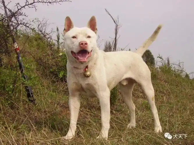 重要新闻——由两大协会牵头,多种中国原生犬种包括唐犬&重庆犬,下司