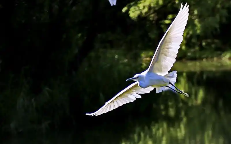 白鹭起舞 飘逸飞翔 美丽漂亮