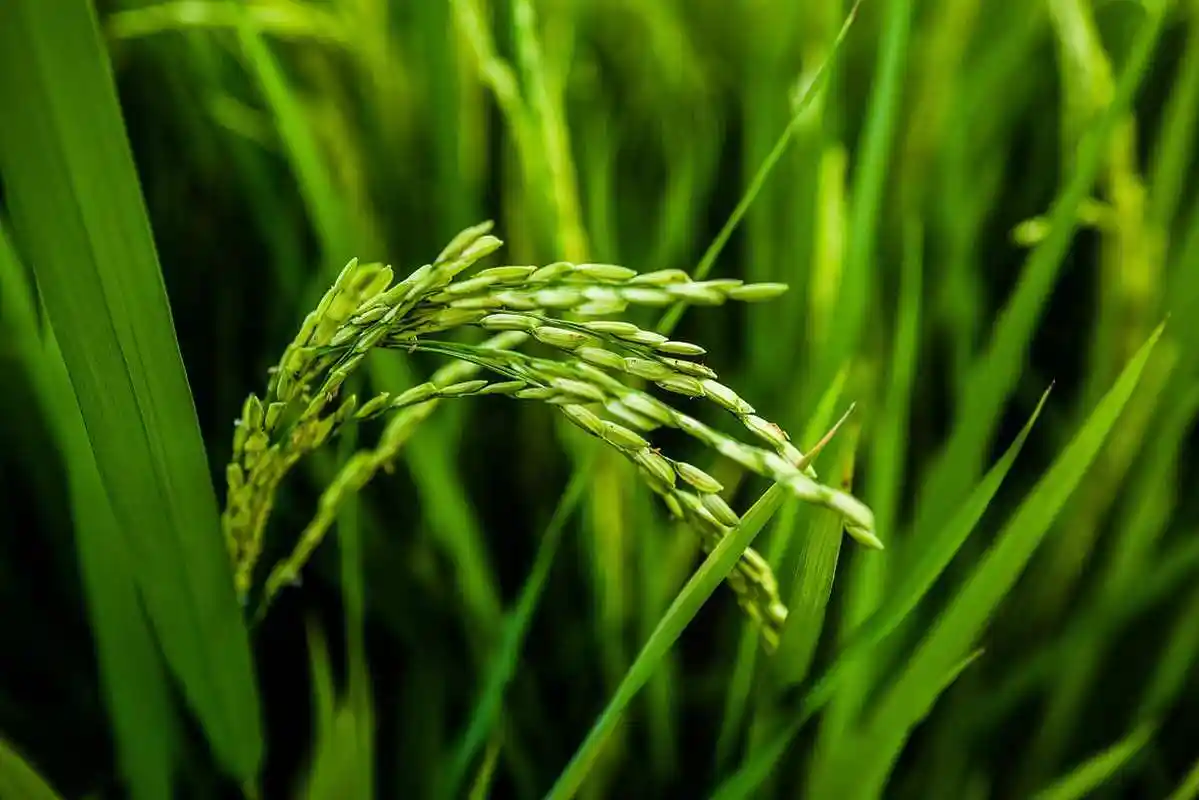 强氯精和稻谷的关系