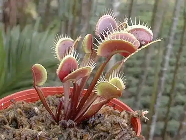 12种驱虫植物帮您告别蚊蝇侵扰