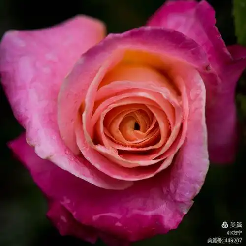 2020年拍摄玫瑰花随笔