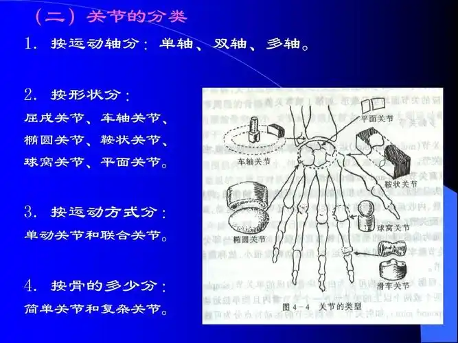 所有分类 高等教育 医学 解剖学讲义(2)ppt 复习资料 (二)关节的分类
