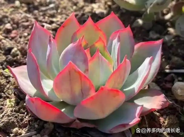 多肉蓝光的杂交品种有哪些?夏天它会休眠吗?3分钟让你了解清楚