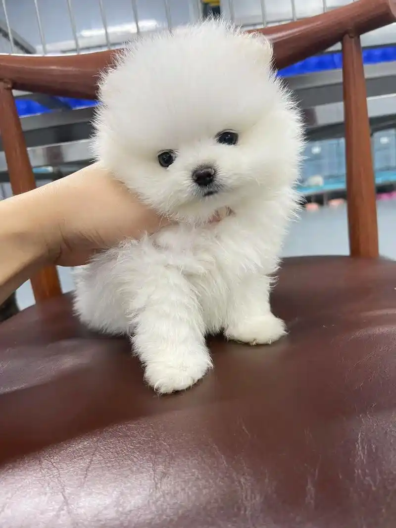 深圳南山博美犬舍 小体纯白博美弟弟.73品种:博美001 73年 - 抖音