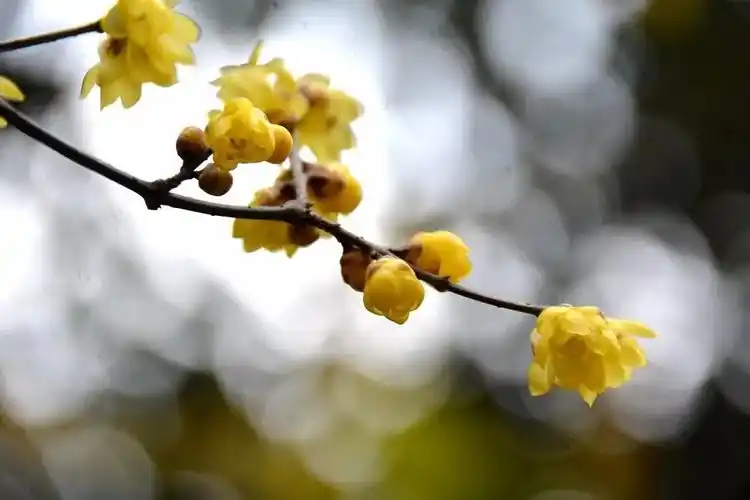 广中植物志腊梅惊艳了整个冬天