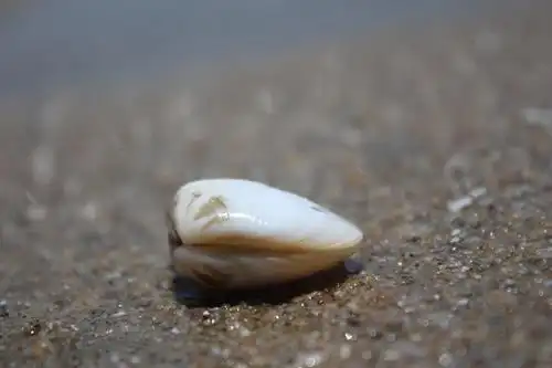贝壳之美——白螺
