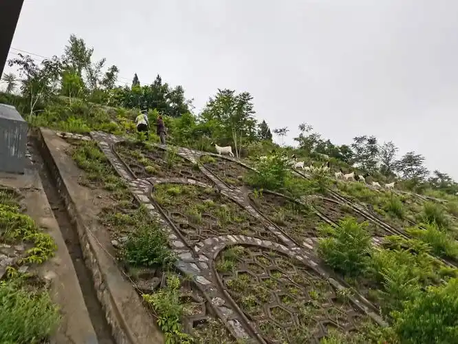 高速护坡现羊群交警宣讲除隐患