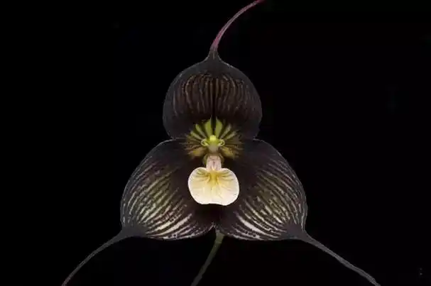 图片来自 花语网猴面小龙兰图片来自 花语网参考文献↑猴面小龙兰(兰