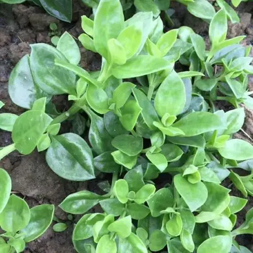 田七种苗15公分