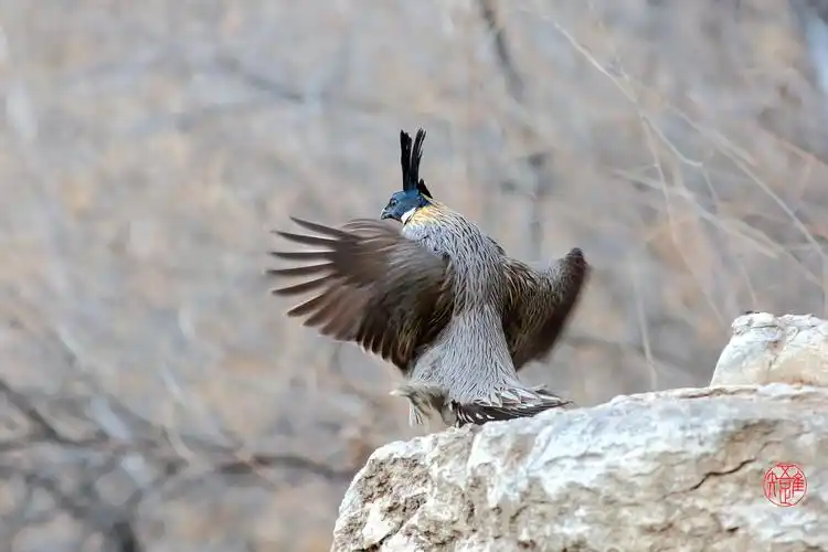 【正月初四拍[勺鸡]祝老师们新春快乐!】
