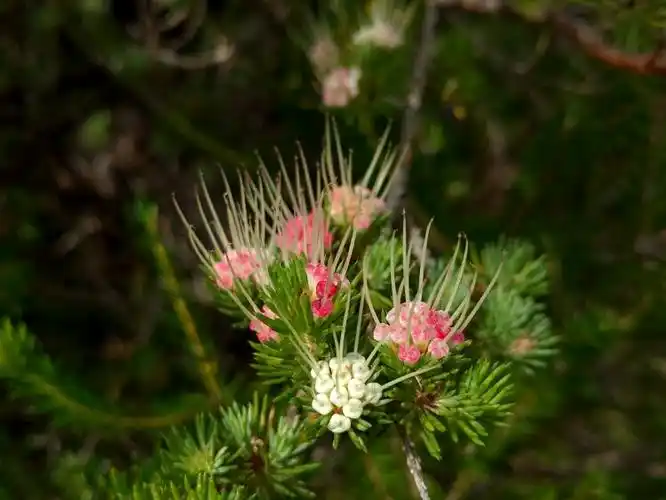 太平洋边上的针叶花卉