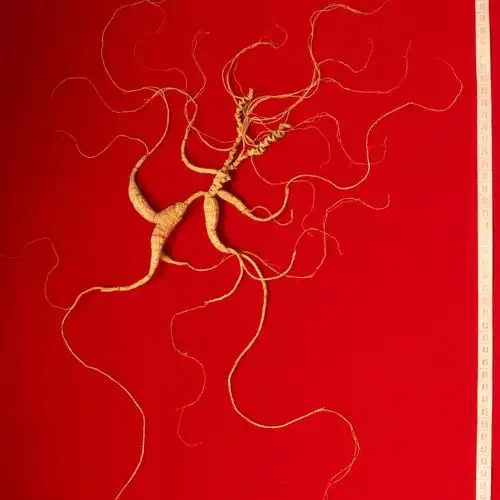 百年老参 纯野生 国检特等野山参 编号201620325