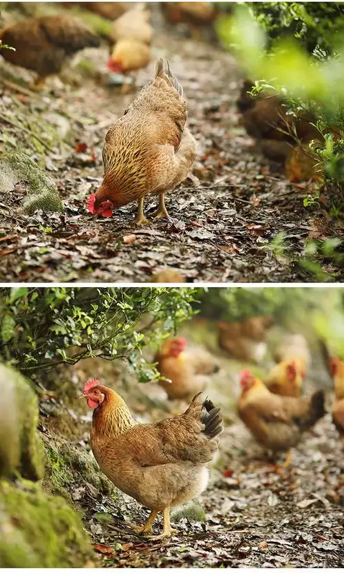 土鸡清远鸡茶园散养走地鸡 跑山鸡正宗白切鸡 小母鸡整只现杀现发 3.