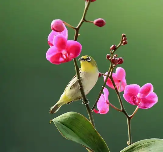 花鸟图家花野鸟